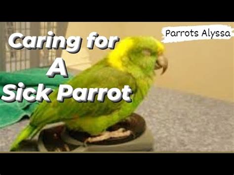 How to care for a sick parrot | Diseases - Symptoms, Reasons, Cure ...