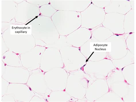 The Cellular Component – Veterinary Histology