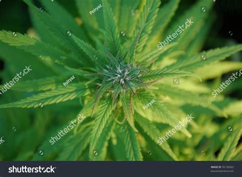 Close Up Of A Marijuana Plant Bud Stock Photo 76136563 : Shutterstock