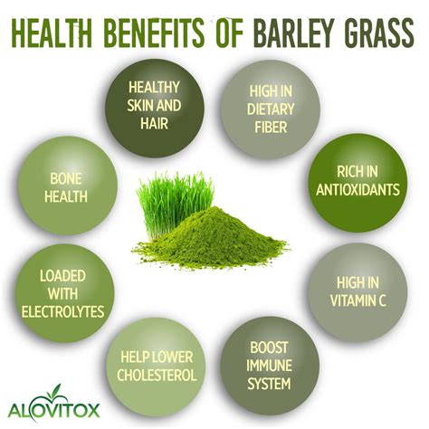 Barley Grass Juice Powder | Ekowarehouse