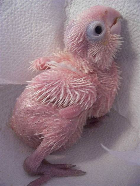 123 best images about Baby Parrots on Pinterest | Birds, Conure and 1 ...