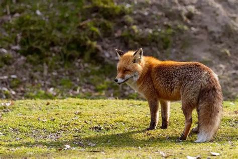 Red Fox vs Gray Fox, Differences, and How to Tell Them Apart