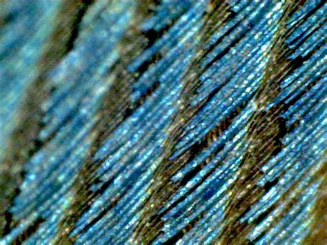 Magnified Congo Peacock Feathers