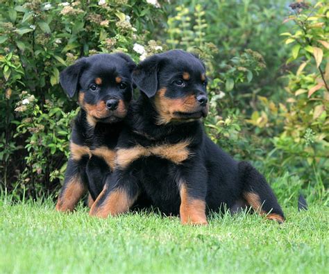 Cute Rottweiler Puppy