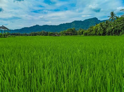 Landscape view of green rice farm with mountains in the background 22595838 Stock Photo at Vecteezy