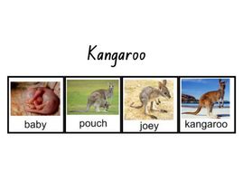 Life Cycle of Kangaroo - Interactive Activities and Worksheets | Teaching Resources