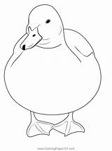 A Beautiful Duck Resting Coloring Page For Kids  Free Ducks Printable sketch template