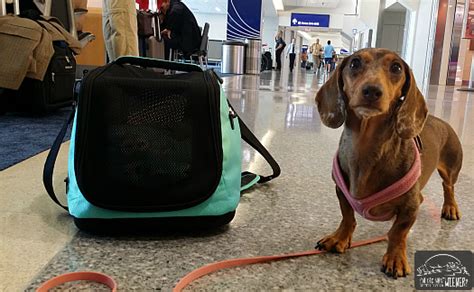 Flying With a Dog: Sleepypod Air In-cabin Pet Carrier Review