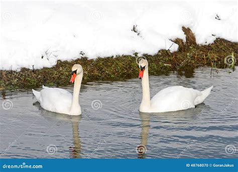 Two swans swimming in lake stock photo. Image of water - 48768070