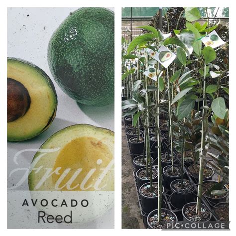 Avocado- Reed | Bravo Nursery