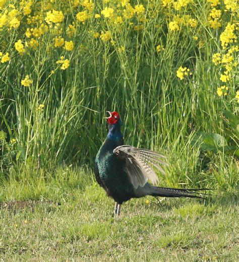 Wild birds and flowers around Tokyo : Japanese green pheasant