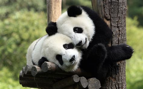 Panda hugs | Fluffy animals, Cute animals, Panda love