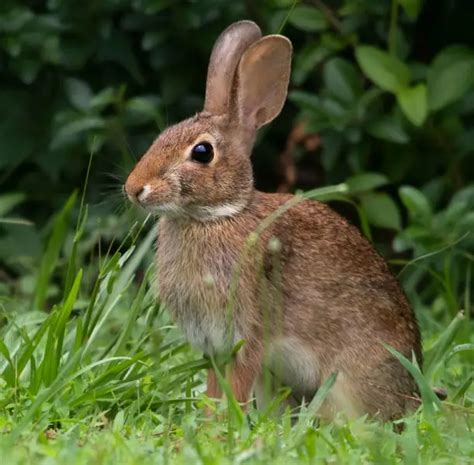 Eastern Cottontail - Facts, Diet, Habitat & Pictures on Animalia.bio