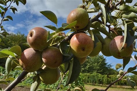 Hybrid Pear Trees | Cloud Mountain Farm Center & Nursery