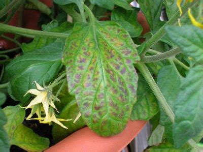 vegetables - What is causing the leaves to develop brownish patches between the veins on my ...
