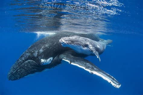 Mother and Baby Whale Photo - Baby Animal Prints by Suzi