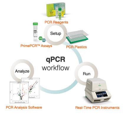 What is Real-Time PCR (qPCR)? (2023)