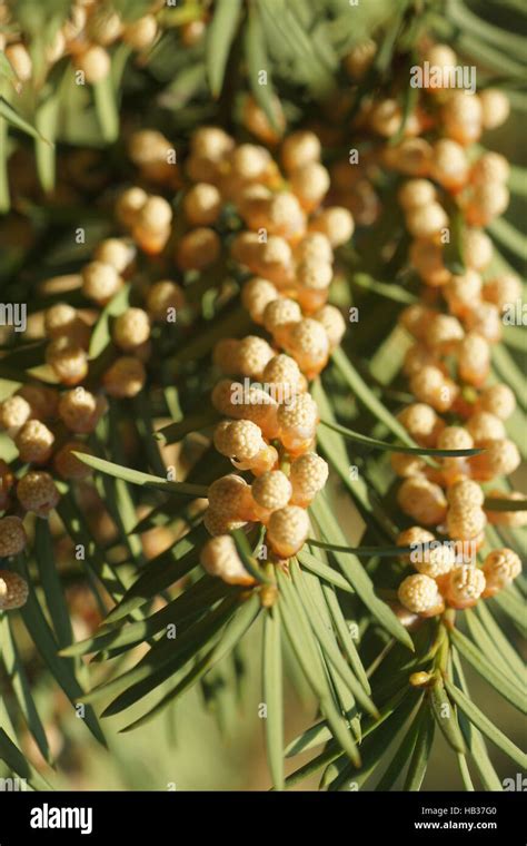 Taxus baccata, Yew, male flowers Stock Photo - Alamy