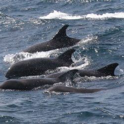 Melon-headed whale - Whale & Dolphin Conservation USA