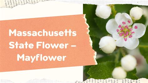 Massachusetts State Flower – Mayflower - SnapBlooms Blogs