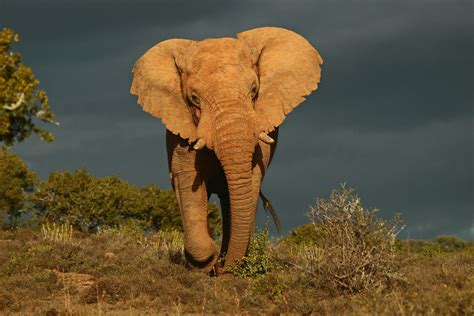 African Bull Elephant | Africa, Bull elephant, Africa safari