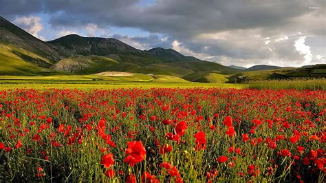 Dark clouds above the poppy field, poppy field at sunset HD wallpaper ...