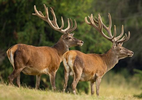 Preventing Chronic Wasting Disease (CWD) - The Sausage Maker