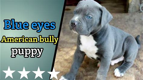 American Bully Puppy Was Born With Blue Eyes