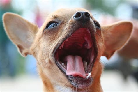 Dog Dental Care: How Many Teeth Do Dogs Have?