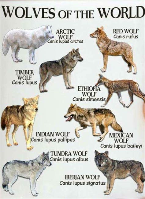 Wolf Types | Wolf dog, Animals wild, Indian wolf