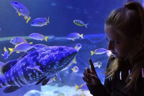 Take a sneak peek inside Exploris aquarium as staff prepare for reopening - Belfast Live