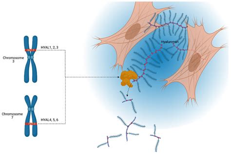 IJMS | Free Full-Text | Hyaluronidases in Human Diseases