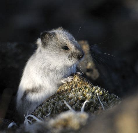 18 Lemming ideas | lemming, mammals, animals