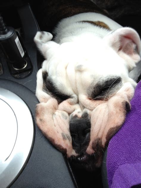 My English bulldog sleeping #presh | Bulldog, English bulldog, Puppy love