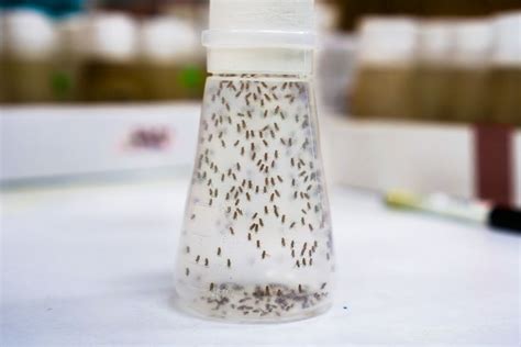 How to Get Rid of Gnats: Simple Tips to Eliminate These Pesky Insects