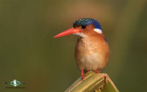 South African Birding Tours - Birding Ecotours