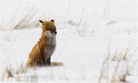 Land Conservation - Staying Connected Initiative