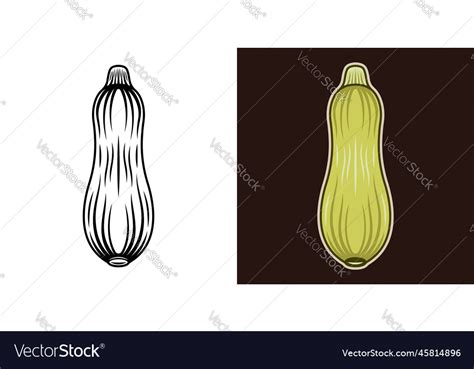 Zucchini or squash plant colored Royalty Free Vector Image