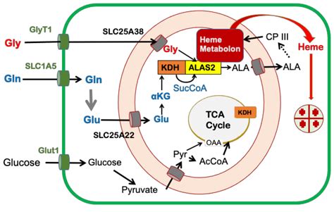 IJMS | Free Full-Text | New Avenues of Heme Synthesis Regulation