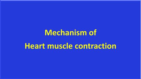 Can you explain the mechanism of heart muscle contraction?