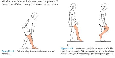 *Gait 2* - Physical Therapist Assistant 180 with P. Hill at Washtenaw Community College - StudyBlue