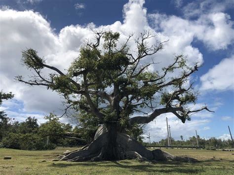 An Ancient Ceiba Tree Reblooms after Hurricane Maria | Climate and Agriculture in the Southeast