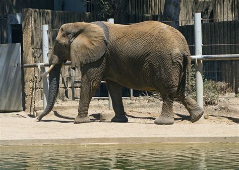 Memphis Zoo 08-29-2019 - Elephant 5 | Elephant Memphis Zoo | David Ellis | Flickr