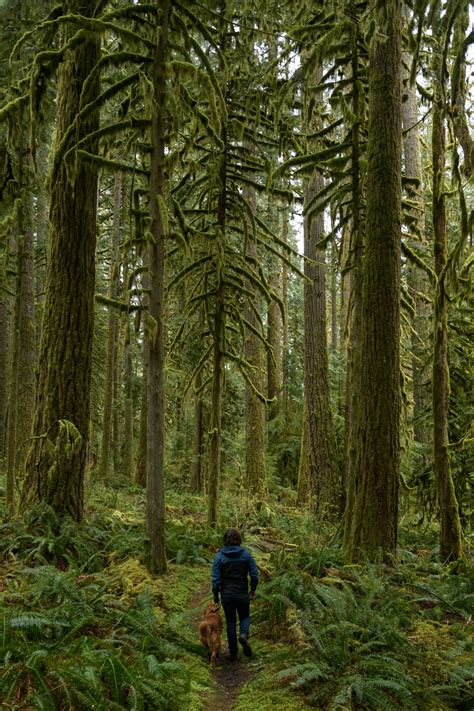 The Calming, Healthful Joy of Visiting an Old-Growth Forest Near You - Bloomberg