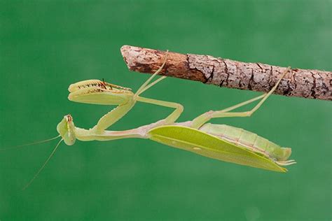 Giant Praying Mantis