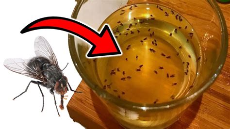 How to Get Rid of Houseflies at Home Naturally (10 EFFECTIVE SOLUTIONS) - YouTube