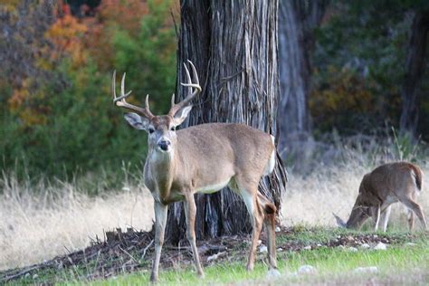 Whitetail Buck 8 point Photograph by Jinger Michels - Fine Art America