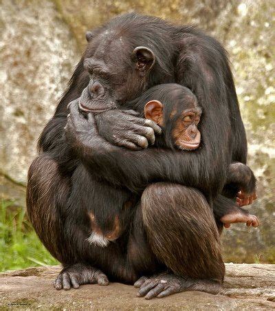 Chimpanzee cuddling young-both snoozing _MG_5200 | Cute baby animals, Cute animals, Baby animals