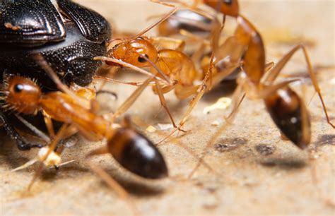 Ghost Ants - Drive-Bye Pest Exterminators