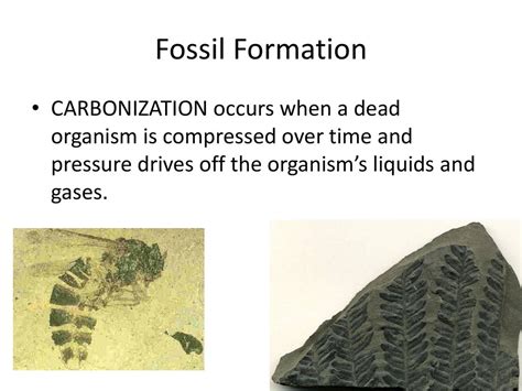 Carbonization Fossils